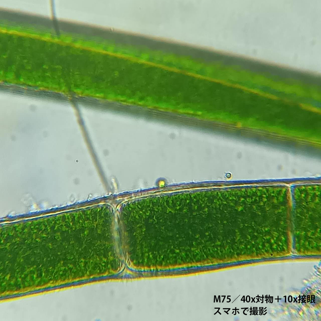 【M75】 単眼生物顕微鏡／40倍～640倍／アクロマート対物 4x,10x,40x(s)／接眼10x,16x／LED照明（透過＆照射） - 画像 (8)